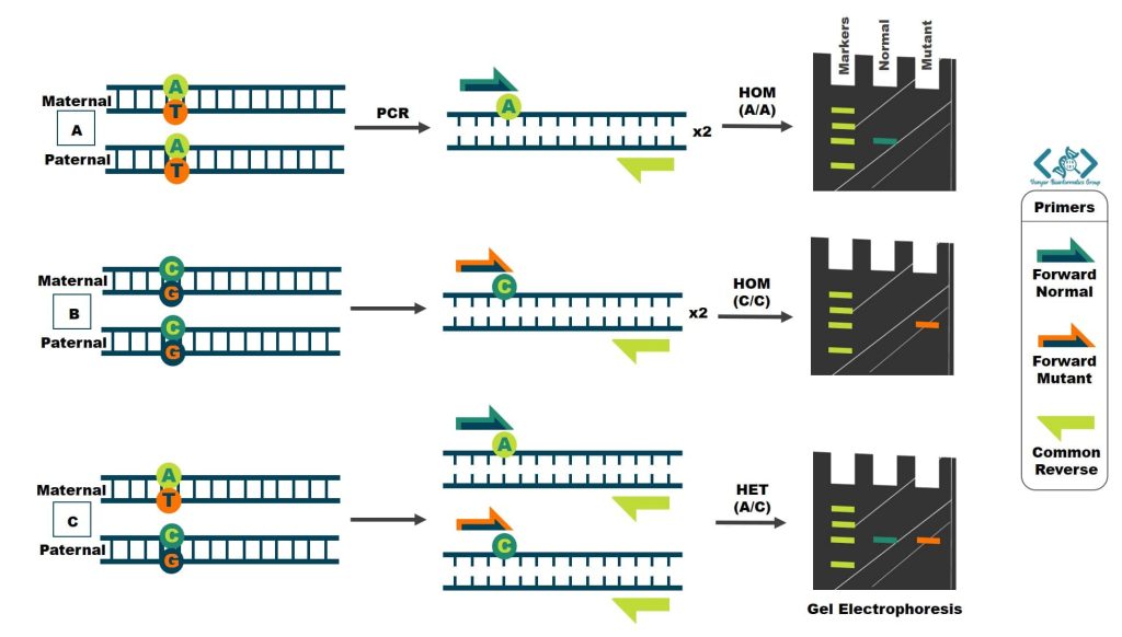 تصویر شماتیک ARMS-PCR و تشخیص محصولات آن با تکنیک الکتروفورز ژل