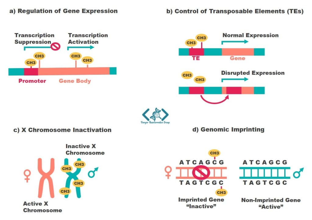 اصول بررسی DNA متیلاسیون